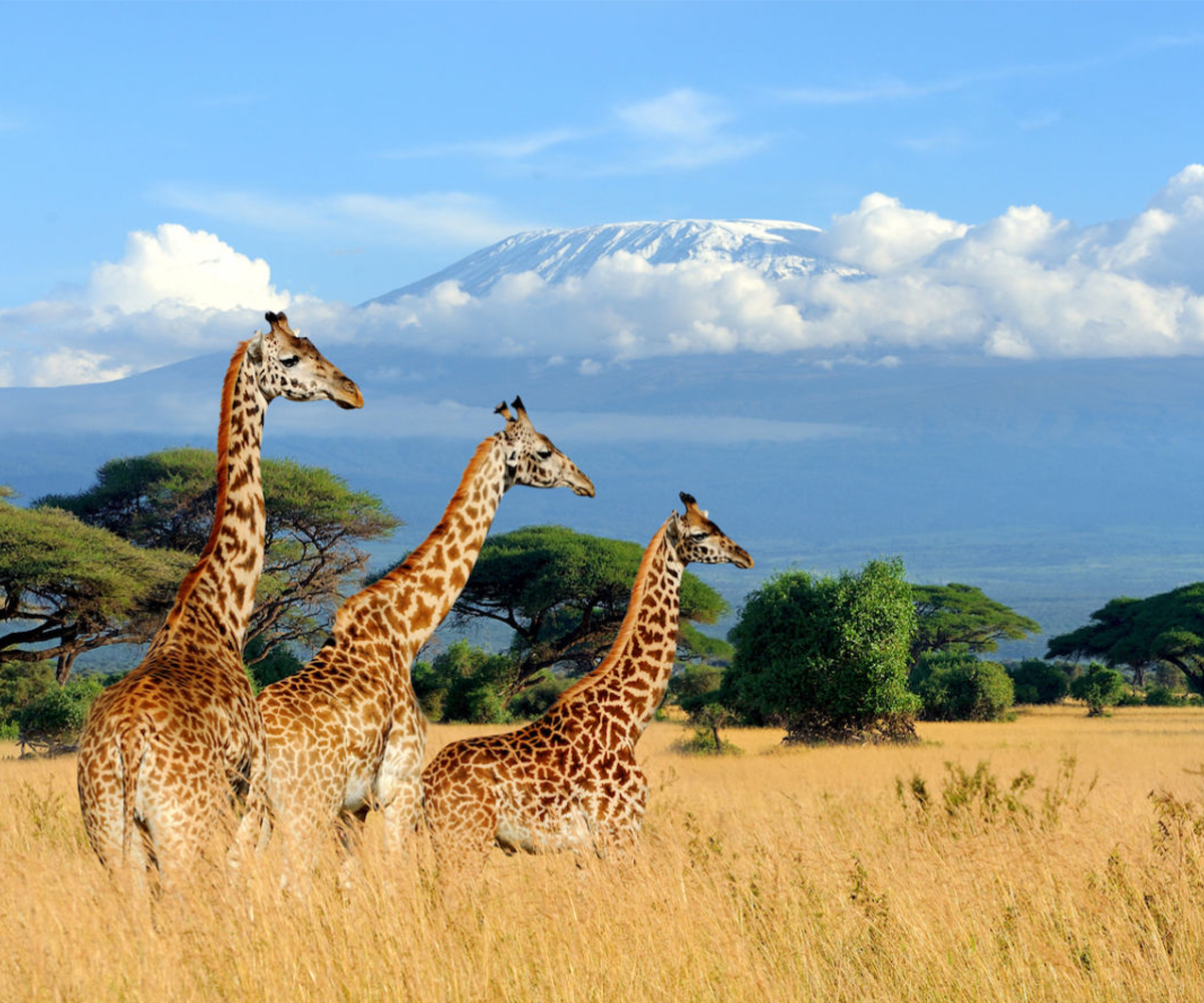 SAFARIS AU KENYA & ZANZIBAR