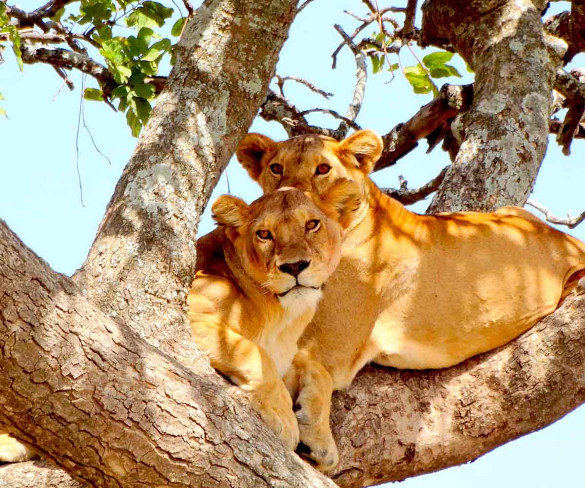 SAFARI & ZANZIBAR A LA CARTE